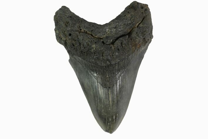 Fossil Megalodon Tooth - South Carolina #158913